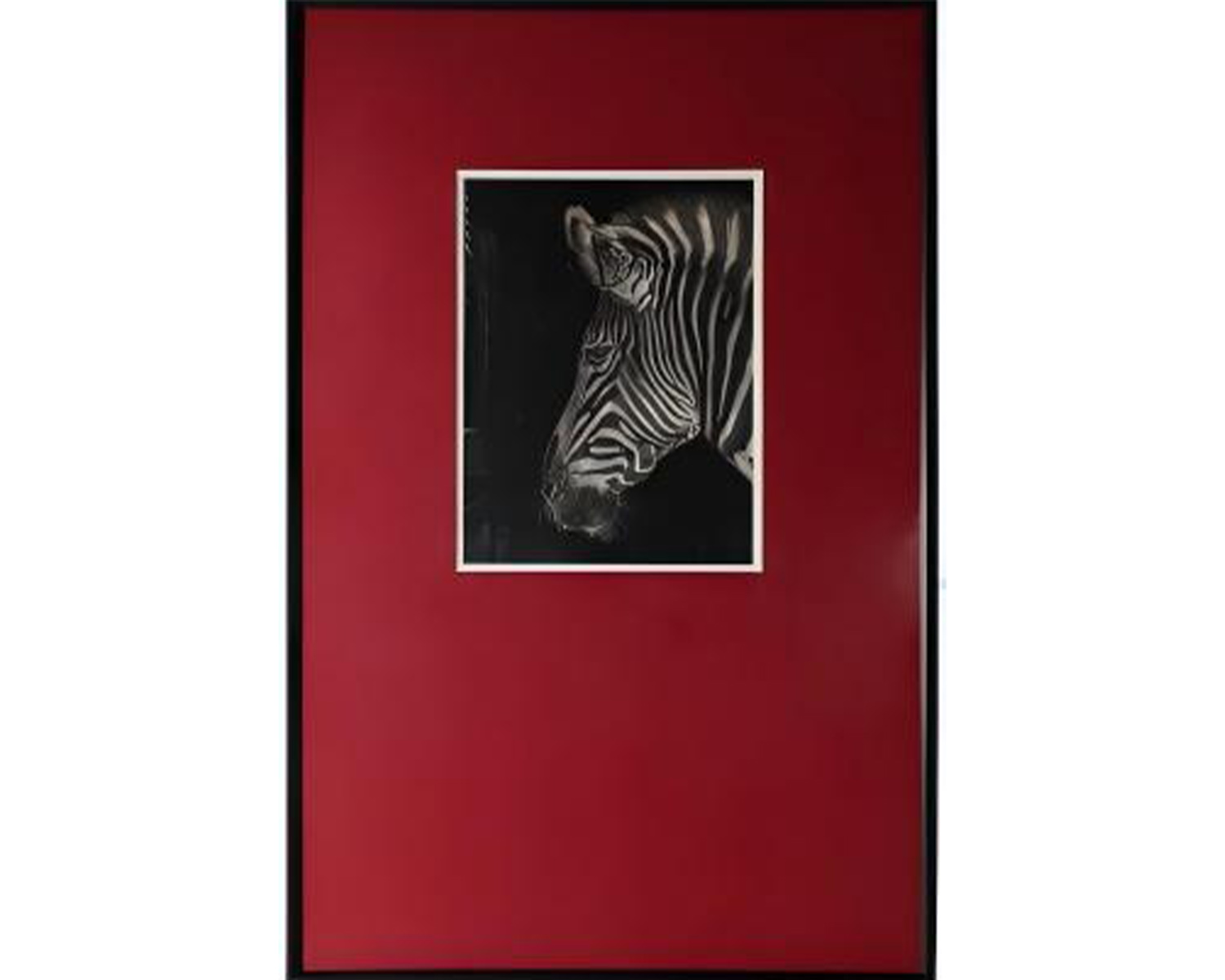 zebra