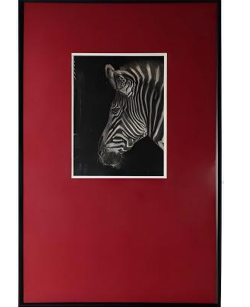 zebra1