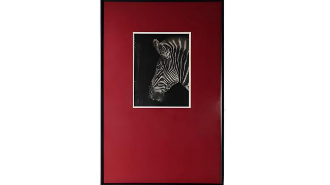 zebra3